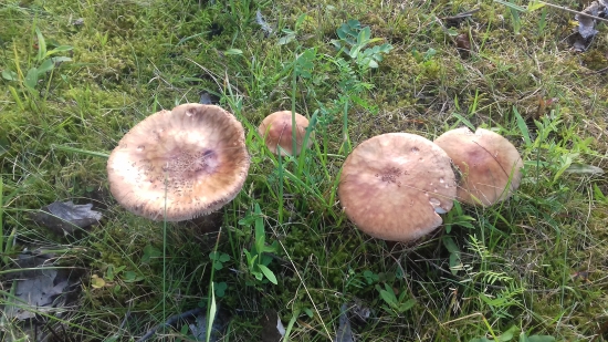 Niečo pre hubárov... ďakujem za info