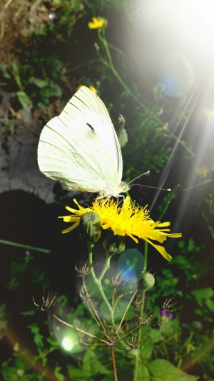 Mlynárik kapustový