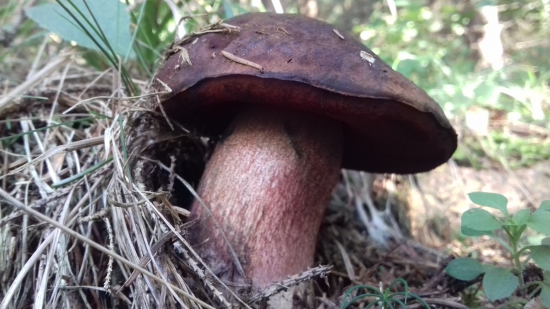 Hríb zrnitohlúbikovy