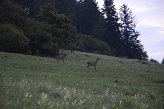 Jelenice