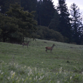 Jelenice