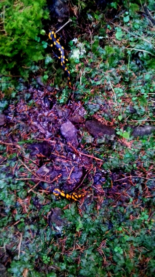 Dnes som videl 4 ks...