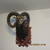 muflon