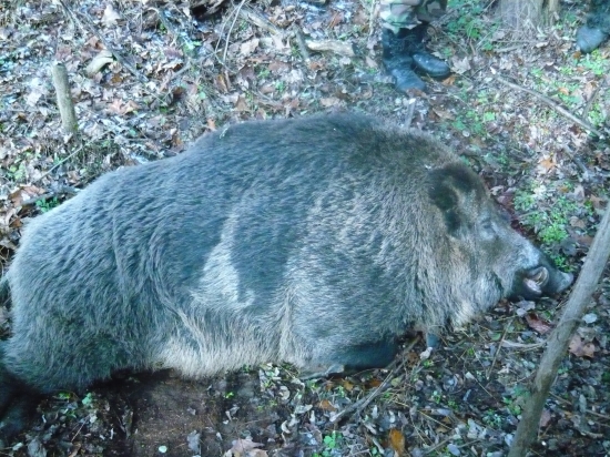 Pekný kanček