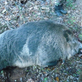 Pekný kanček