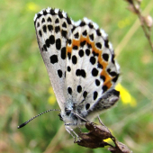 modráčik