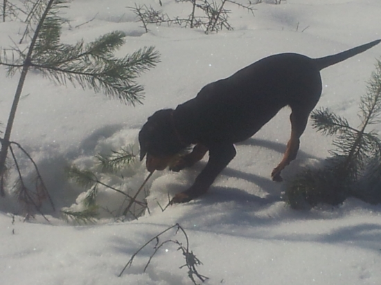 keď nie je nič iné na blízku...