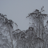 návšteva zo severu