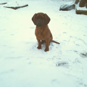 Eran Kremenovo 4mes.