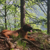 Hanoversky farbiar Eran 8mes.