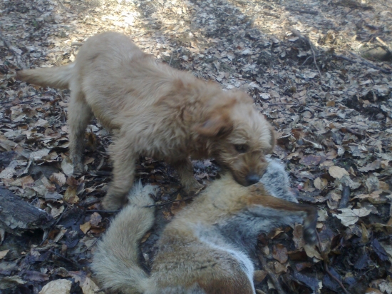 Štajersky durič-Brita