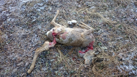 Práca túlavých psov.