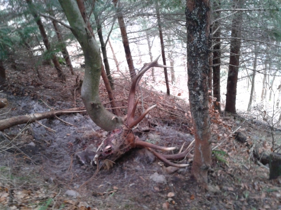 Vlaňajši-podctivo odovzdany