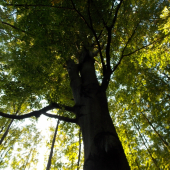 v korunách stromů..