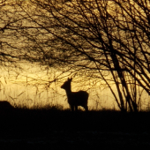 večerní toulání..