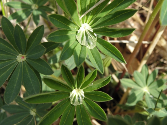 dešťové diamanty..