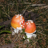 spolu..