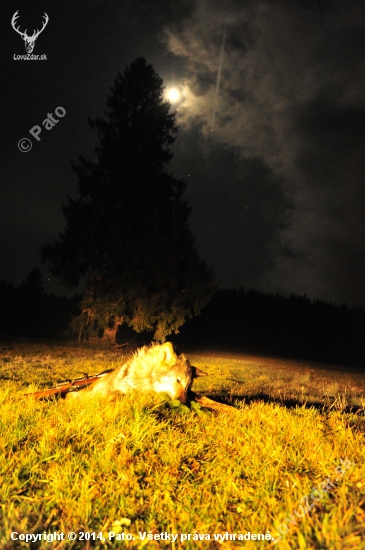 Vĺčko