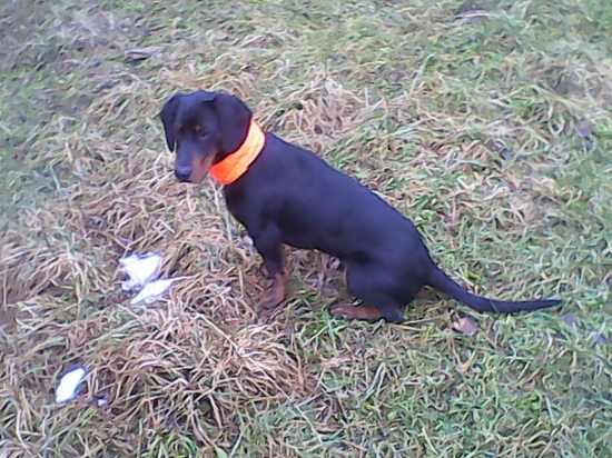 dnešne prikŕmenie zveri