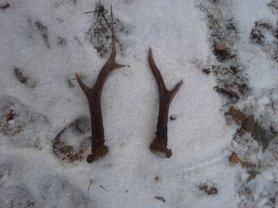 prvá srnčia pára v živote