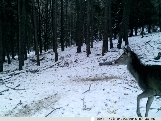 usmev pred fotopascou