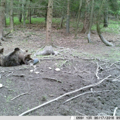 pozerajú sa ako sa to robí