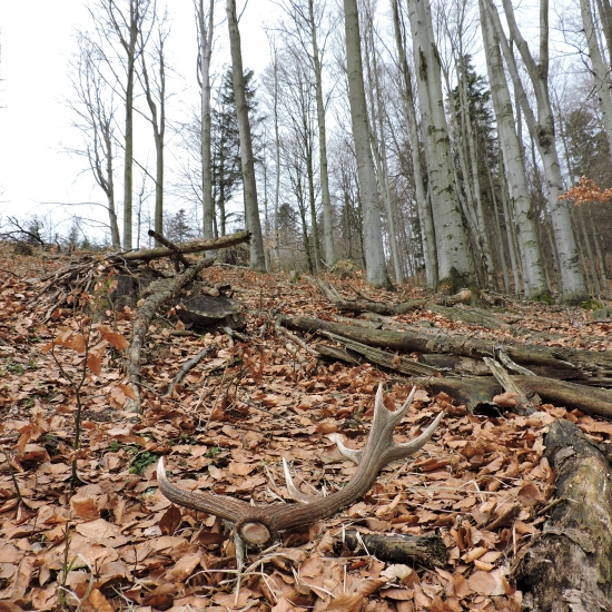 len tak si tam ležal