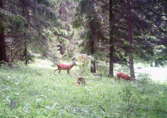 mladík či starec ? chovný či výrad ?