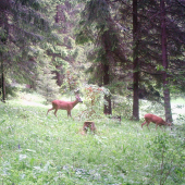 mladík či starec ? chovný či výrad ?