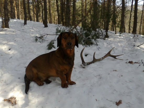 gaučo a vlaňajšák