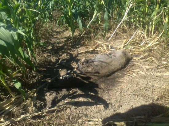 nedohladaná diviačica