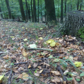 ihličiak