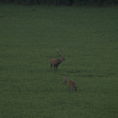 korunový desatorák