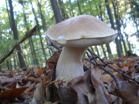 tohto roku možno posledný