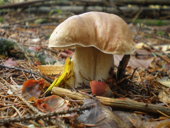 novembrový,možno bude aj decembroyý