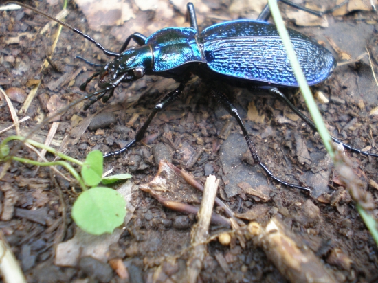 chrobáčik farebný