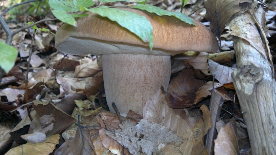 su pekné ale je ich málo-