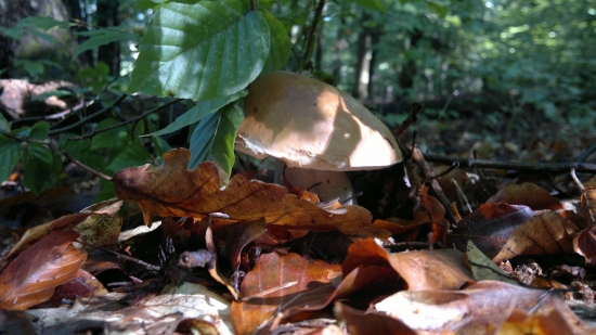 bol sám v celom lese