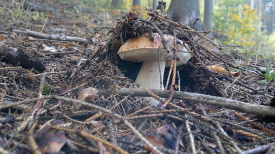 dubák asi posledný