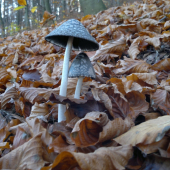 a už len takéto
