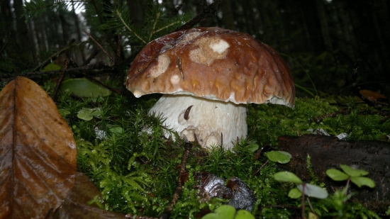 24.11.2013,,,,,,5 ks.