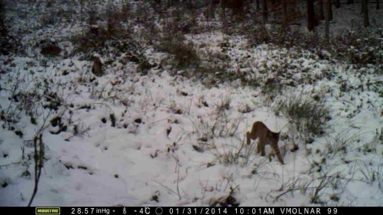 mladý rys, asi,,,,,