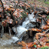 lesný potok tzv. banský...