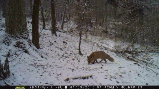 líška divoká,,,,,,,