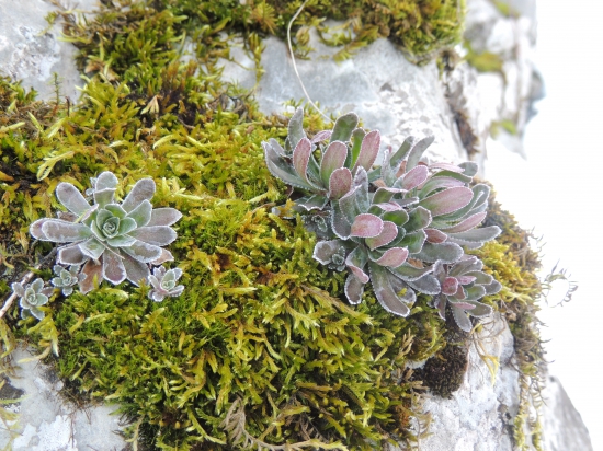 aj v zime sú pekné