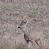 s....,,