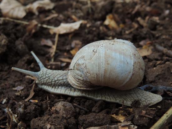 prebehol mi cez cestu.,.,.