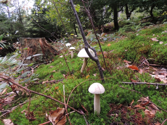 aj takéto.,.,.,máme.