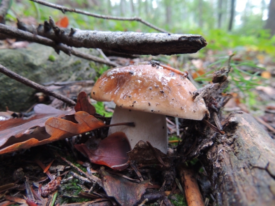 a ešte budú,,,,dúfam.