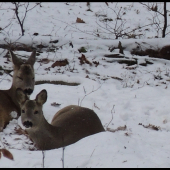 nerušit,odpočívame...